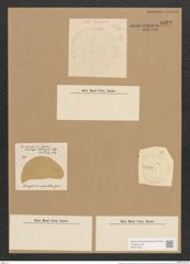Campylodiscus undulatus Grev. (de-Toni-Nr.: Genus 57, Species 2447) Zeichnungen Sammlung Grunow Nr. 4922 (NHMW-BOT-W0373130)